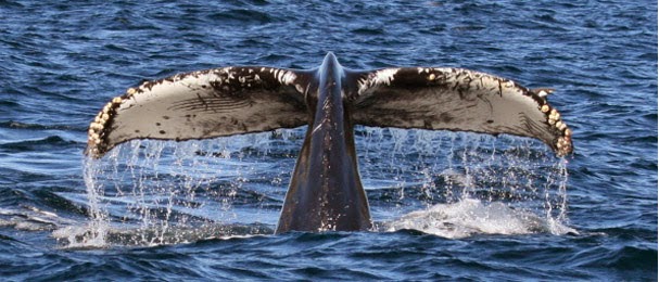 Noticias WWF: Triunfo contra la caza de ballenas